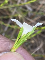 Lachnaea