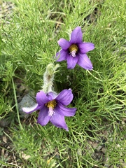 Pulsatilla