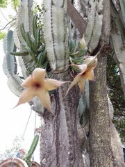 Stapelia grandiflora