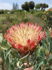 Protea susannae