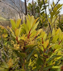 Laurophyllus capensis