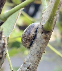 Coccoidea