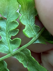 Eriophyes helicantyx