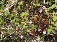 Euphrasia transmorrisonensis