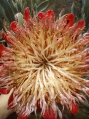 Protea susannae
