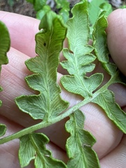 Eriophyes helicantyx