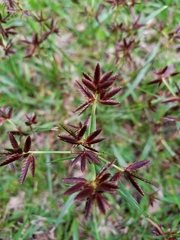 Cyperus denudatus