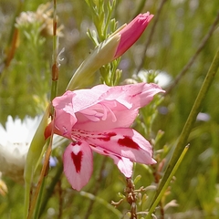 Gladiolus crispulatus