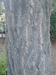 Eucalyptus paniculata