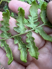 Eriophyes helicantyx