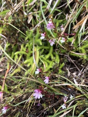 Euphrasia transmorrisonensis