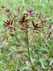 Cyperus denudatus