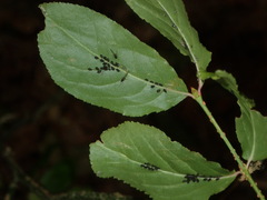 Aphis fabae evonymi