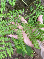Eriophyes helicantyx