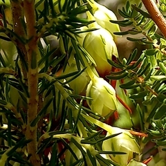 Erica intermedia intermedia