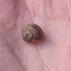 Helix pomatia