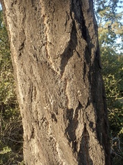 Eucalyptus paniculata