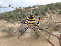 Argiope coquereli