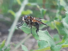 Trichopoda pictipennis