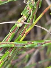 Lachnaea
