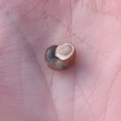Helix pomatia