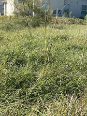 Panicum repens