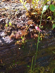 Utricularia unifolia