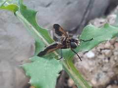 Trichopoda pictipennis