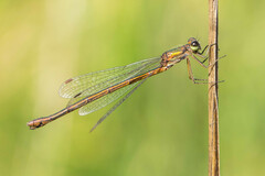 Lestes virens