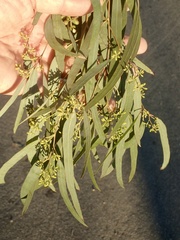 Eucalyptus paniculata