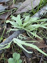 Ramalina celastri