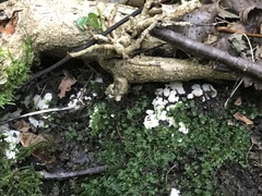 Steccherinum ochraceum