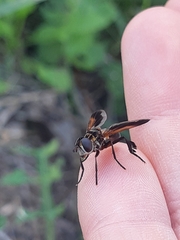 Trichopoda pictipennis