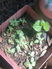 Fittonia
