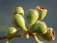 Eucalyptus paniculata