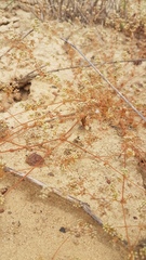 Adenogramma glomerata