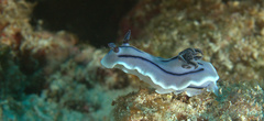 Chromodoris willani