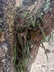 Hylocereeae