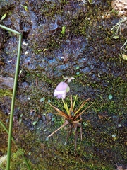 Utricularia jamesoniana image