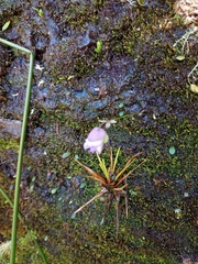Utricularia jamesoniana