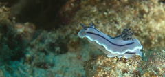 Chromodoris willani