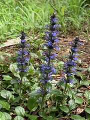 Ajuga