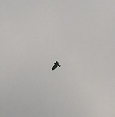 Parabuteo unicinctus