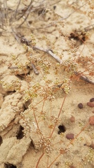 Adenogramma glomerata