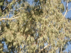Eucalyptus paniculata