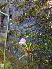 Utricularia jamesoniana