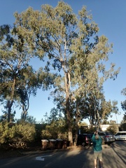 Eucalyptus paniculata