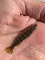 Etheostoma flabellare