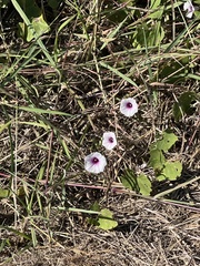 Ipomoea amnicola
