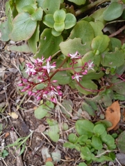 Crassula multicava